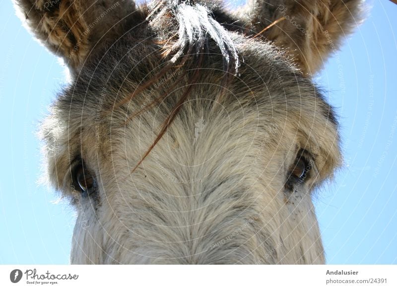 Look me in the eye Animal Nature Eyes Looking Near Donkey