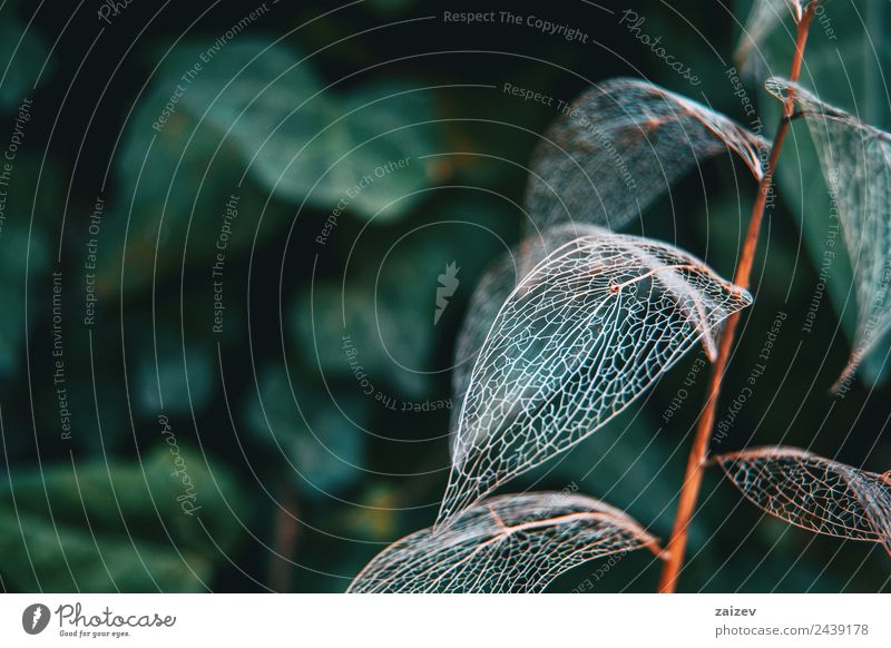 Delicate leaf skeleton macro close up, ruscus aculeatus Design Decoration Environment Nature Plant Autumn Bushes Leaf Foliage plant Wild plant Garden Park