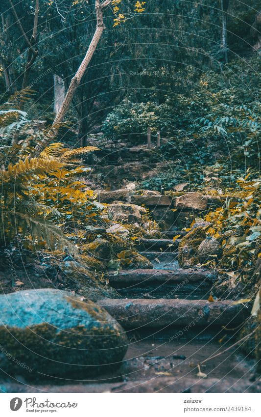 stairs with moss in the middle of a dark forest Vacation & Travel Tourism Winter Garden Environment Nature Landscape Plant Autumn Moss Park Waterfall Stone Old