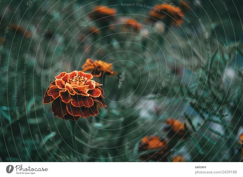 close up red and yellow flower of tagetes patula in a field with more out of focus flowers Beautiful Fragrance Summer Mountain Garden Nature Plant Flower Leaf