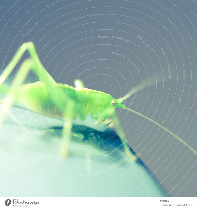 grass green 1 Animal Green Locust Flashy Feeler Insect Neon Colour photo Macro (Extreme close-up) Deserted Copy Space top Shallow depth of field