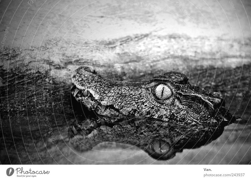 crocofant Nature Animal Water Wild animal Animal face Zoo Crocodile Alligator Reptiles 1 Observe Lie Exotic Wet Black White Reflection Eyes Set of teeth Muzzle