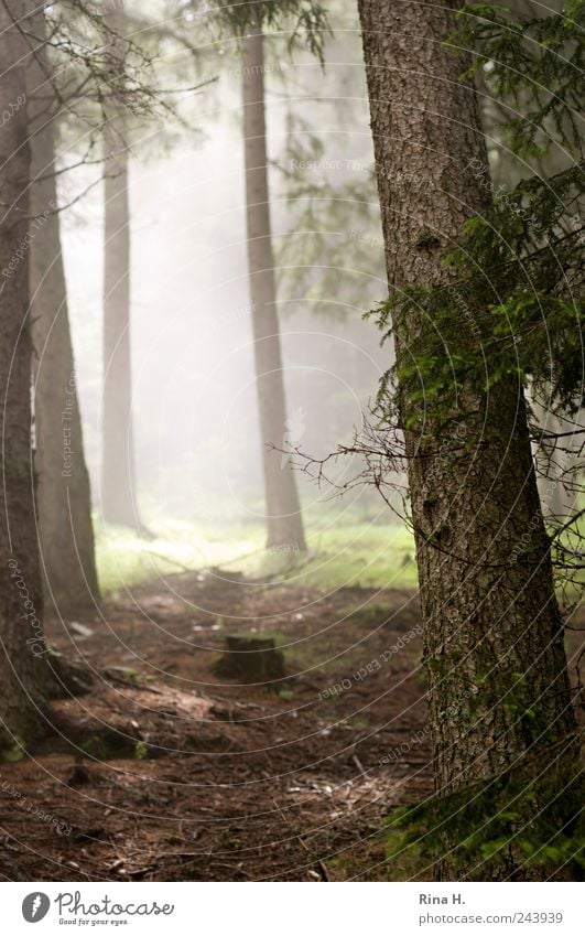 Hike II Nature Landscape Earth Summer Beautiful weather Tree Forest Illuminate Bright Moody Fir tree Woodground Fog Damp Haze Colour photo Subdued colour Light