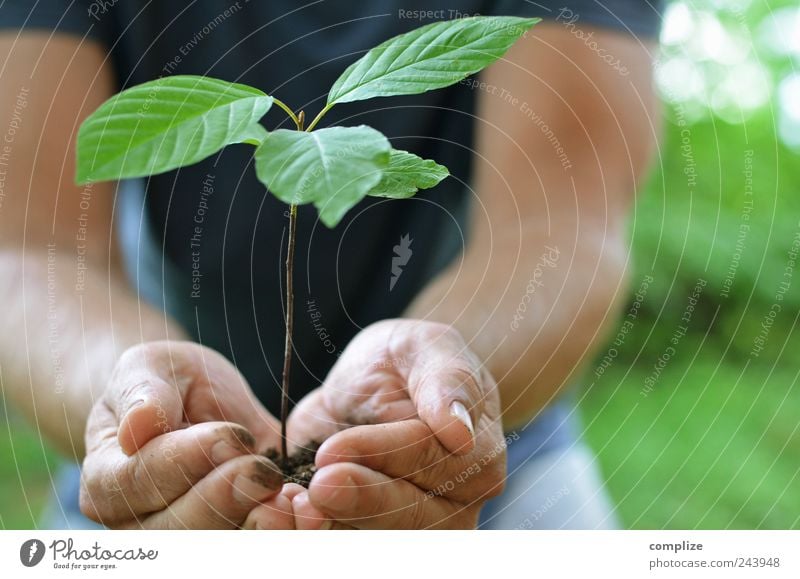 plants Summer Gardening Gardener Agriculture Forestry Human being Masculine Man Adults Chest sleeves by hand 1 Plant tree Foliage plant Agricultural crop