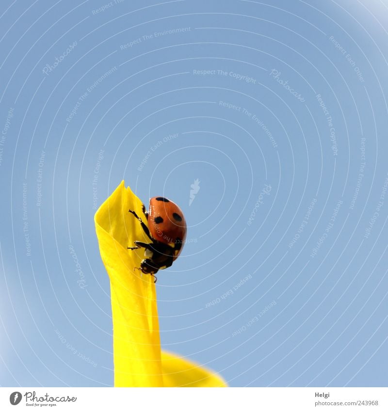 frontrunners Nature Plant Sky Cloudless sky Summer Beautiful weather Flower Blossom Sunflower Blossom leave Animal Wild animal Beetle Ladybird 1 Blossoming