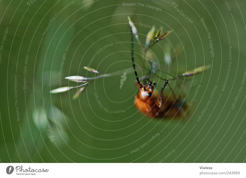 How's the air up there? Animal Beetle Natural soft beetle cantharides Colour photo Close-up Macro (Extreme close-up) Copy Space left Isolated Image Blur