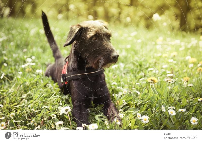 grasshopper Garden Environment Nature Animal Summer Beautiful weather Grass Meadow Pet Dog 1 Lie Friendliness Natural Curiosity Cute Green Black Watchfulness