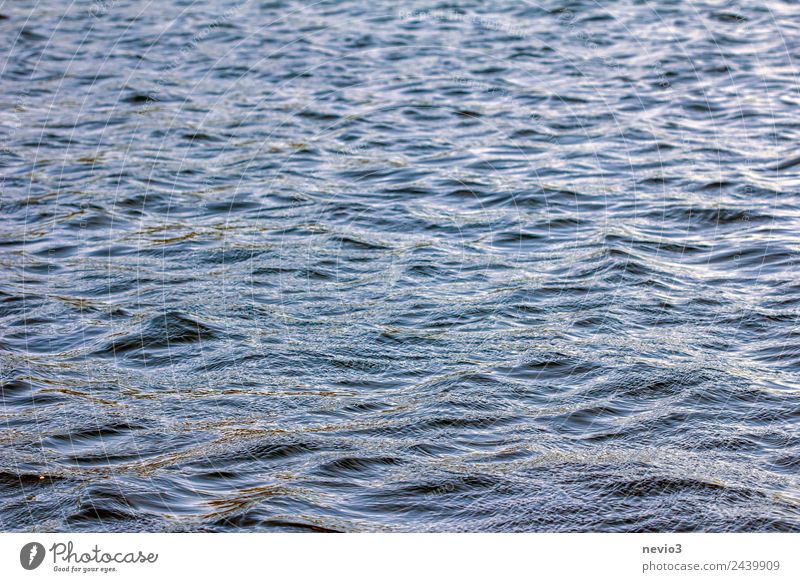 Waves in the light of the setting sun Nature Elements Water Summer Beautiful weather Wind Coast Bay Ocean Swimming & Bathing To swing Glittering Infinity