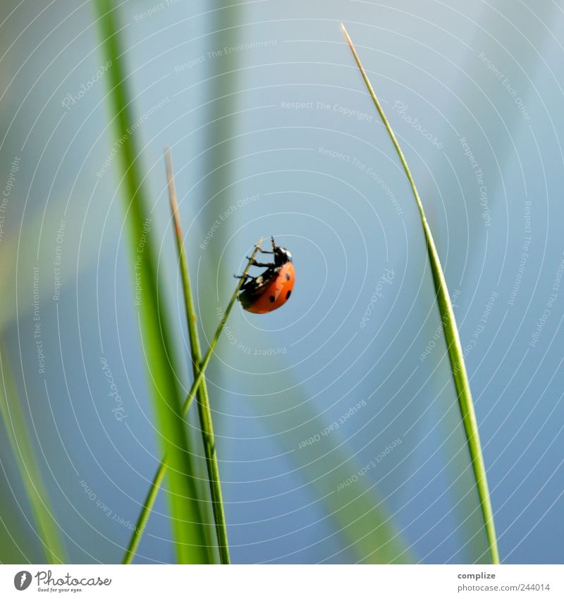 I feel so High! Calm Environment Nature Sky Cloudless sky Spring Summer Grass Bushes Leaf Garden Park Meadow Animal Beetle 1 Crawl Blue Green Success Power