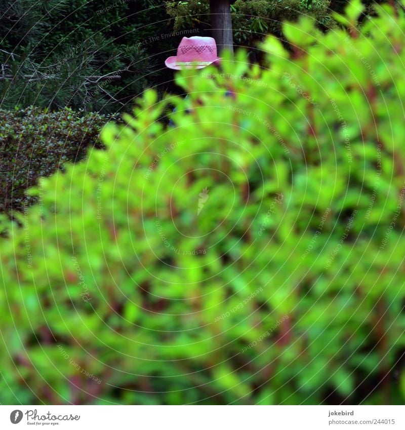 The beautiful gardener Bushes Leaf Ornamental plant Hedge Hat Green Pink Modern Gardening Horticulture Hiding place Hide Straw hat Detail Distinctive Hidden