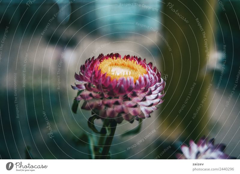 close up of a flower with white and pink petals of helipterum roseum Beautiful Summer Garden Environment Nature Plant Spring Flower Leaf Blossom Foliage plant