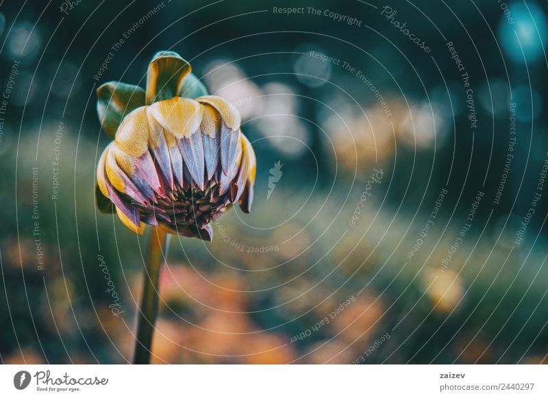 close up of a flower with white and pink petals of helipterum roseum Beautiful Summer Garden Environment Nature Plant Spring Flower Leaf Blossom Park Paper