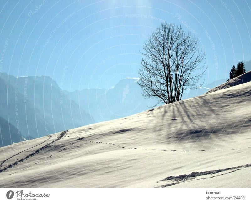 "Zigzag slit" 2 Canton Glarus Hiking White Hill Tree Loneliness disappearances Snow Tracks Sun Blue Sky