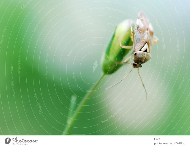 bug Environment Flower Grass Animal Beetle 1 Sit Calm Bug Colour photo Close-up Detail Copy Space left Copy Space top