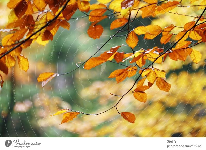 autumnal impression beech leaves Impression blurred autumn leaves forest bath Autumn leaves Ambience twigs autumn mood Sense of Autumn October November