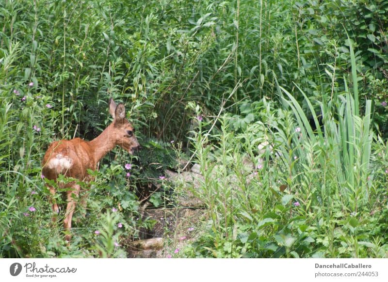 Garden Safari I Nature Grass Bushes Park Hill Animal Wild animal 1 Stand Free Happy Cute Love of animals Serene Calm Appetite Loneliness Safety Roe deer Fawn