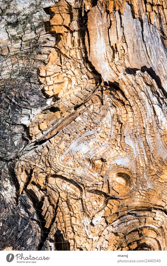 Artful Ageing Wood Structures and shapes Furrow Old Authentic Broken Brown Abstract Patina Background picture Decline Colour photo Subdued colour Exterior shot