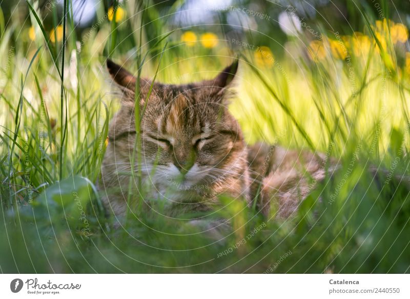 Still a little sleep, cat in grass Nature Plant Animal Summer Beautiful weather Flower Grass Leaf Blossom Marsh marigold Meadow Cat 1 Lie Sleep pretty Brown