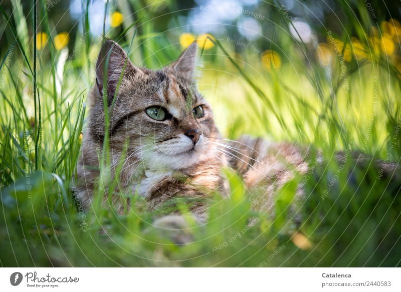 Lying in high grass, cat portrait Nature Plant Animal Summer Beautiful weather Flower Grass Leaf Blossom Marsh marigold Garden Pet Cat 1 Observe Lie pretty