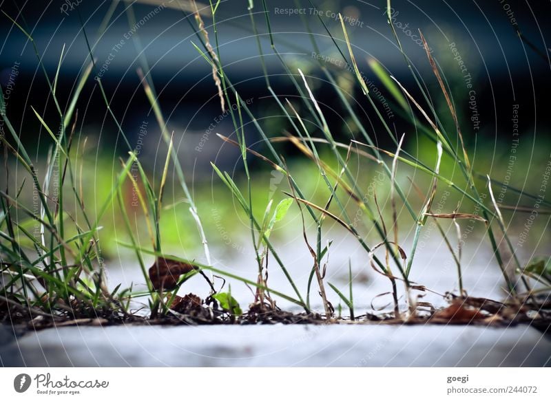 two-dimensional meadow Environment Nature Plant Grass Blade of grass Green Colour photo Deserted Day