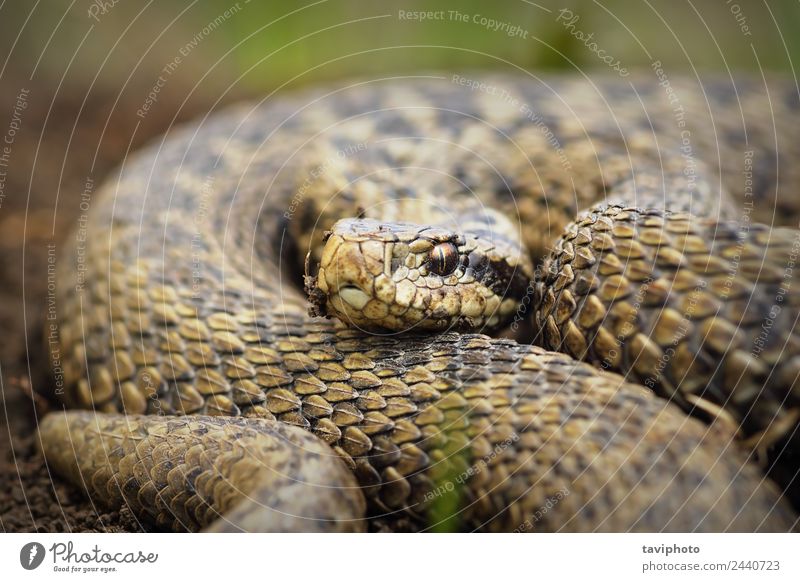 close up of Vipera ursinii rakosiensis Beautiful Nature Animal Meadow Snake Wild Brown Fear Dangerous venomous European vipera wildlife adder poison herpetology