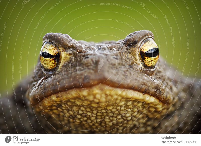 macro portrait of cute toad Skin Face Environment Nature Animal Pond Small Natural Cute Wild Brown Green Dangerous Colour common Toad frog image bufo eyes