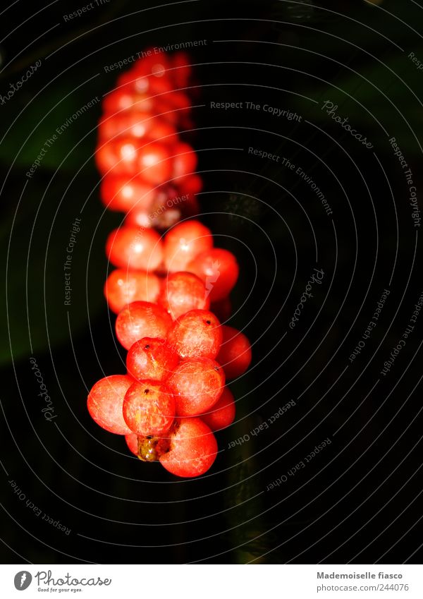 berries on the vine Plant Exotic Exceptional Uniqueness Red Black Nature Colour photo Close-up Copy Space right Flash photo Worm's-eye view Garden Deserted