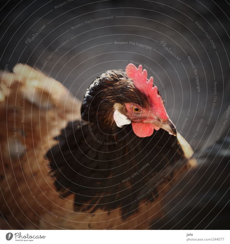 chez madame poule Animal Farm animal Bird Animal face Wing Barn fowl 1 Beautiful Colour photo Exterior shot Deserted Copy Space top Day Animal portrait Forward