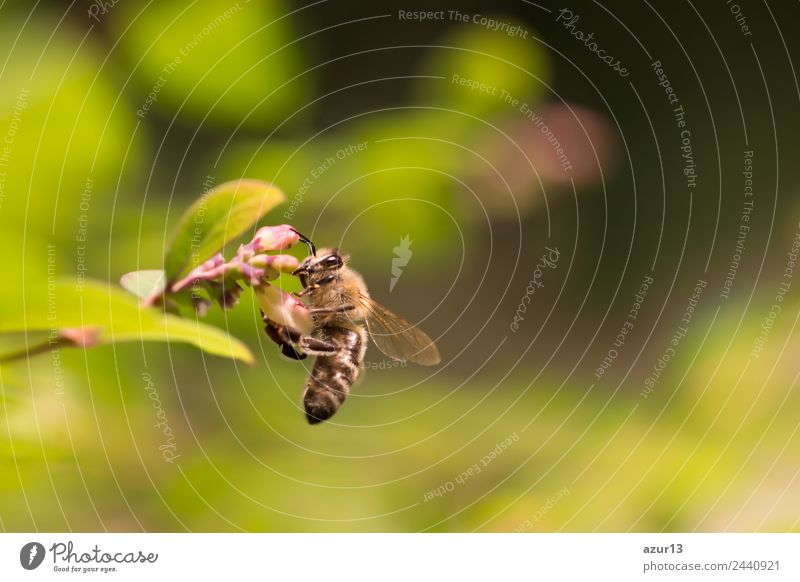 Macro honey bee collects yellow pollen on flowering in nature Summer Sun Environment Nature Plant Animal Sunlight Spring Autumn Climate Climate change Weather