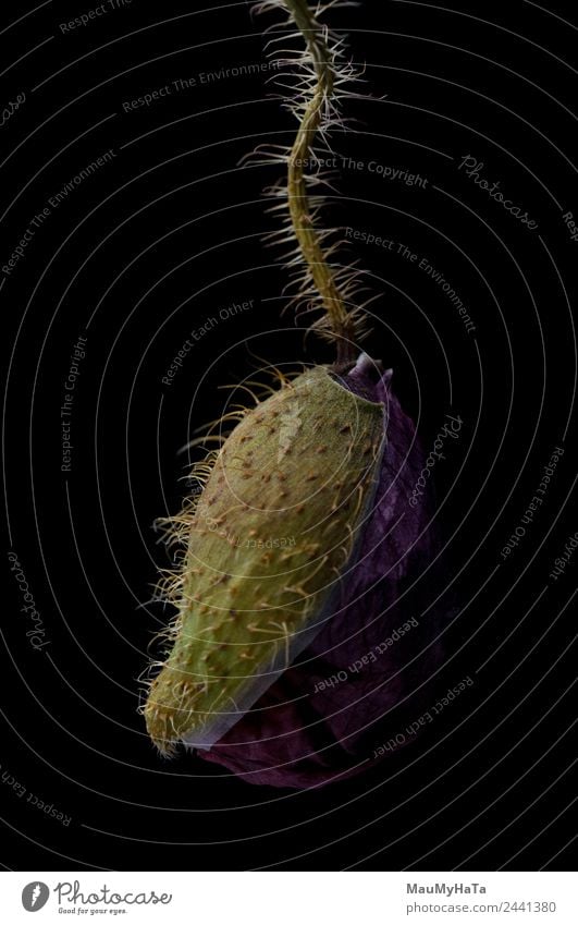 poppie in black Plant Flower Grass Leaf Blossom Wild plant Emotions Virtuous Happy Honor Cool (slang) Optimism Colour photo Interior shot Studio shot Close-up