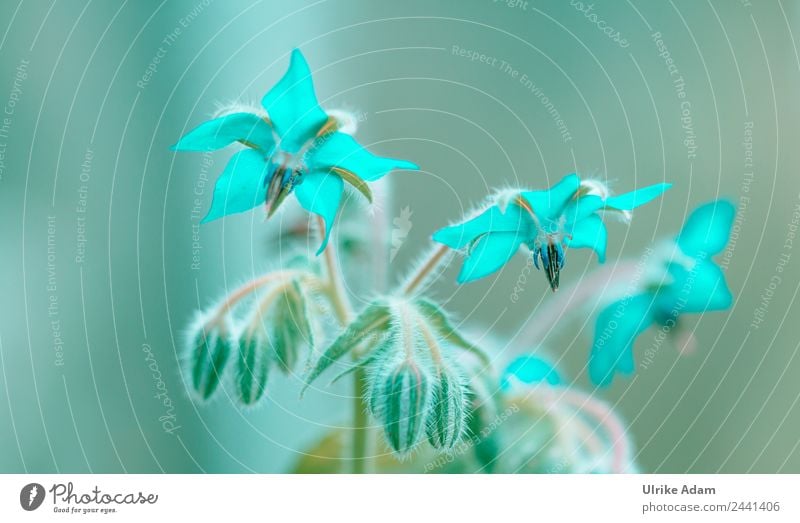 Enchanted in Aquamarine - Borage Flowers - Nature Style Design Swimming pool Arrange Decoration Wallpaper Bathroom Image Plant Summer Blossom borage flower