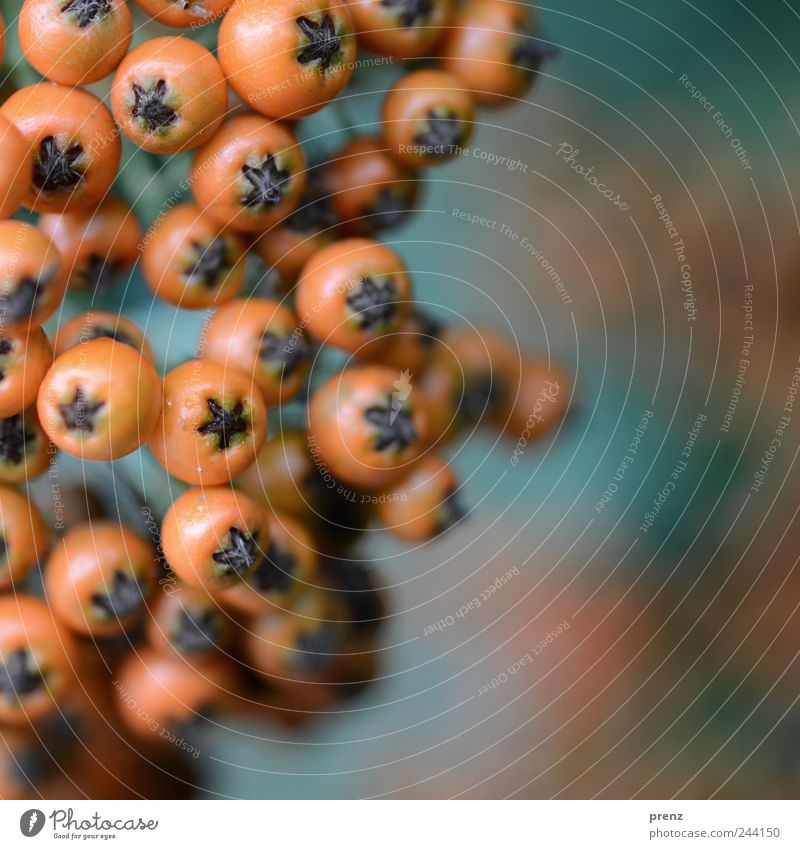 yellow berries Environment Nature Landscape Plant Bushes Park Sphere Blue Red Berries Fruit Twigs and branches Colour photo Exterior shot Close-up Deserted Day