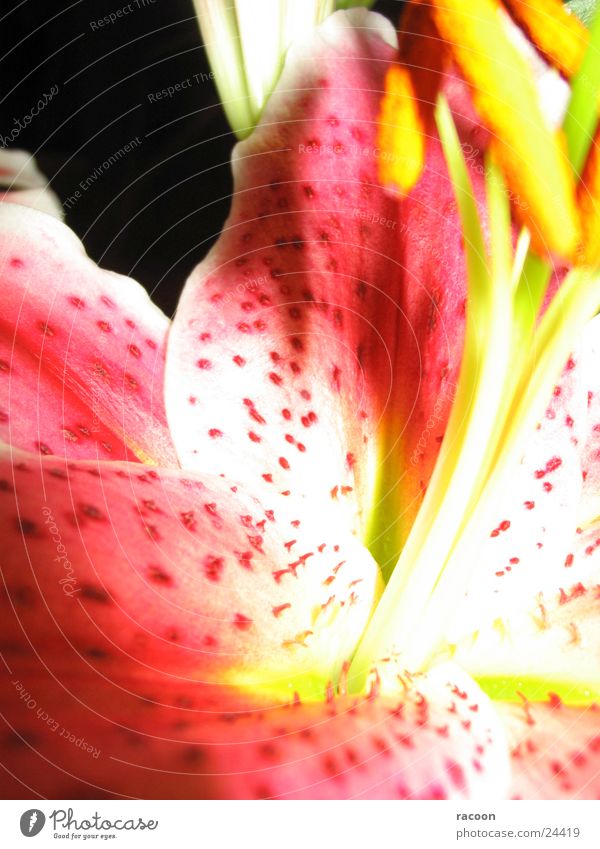 lily Blossom Flower Pink Spotted Lily Close-up Gleb Pistil