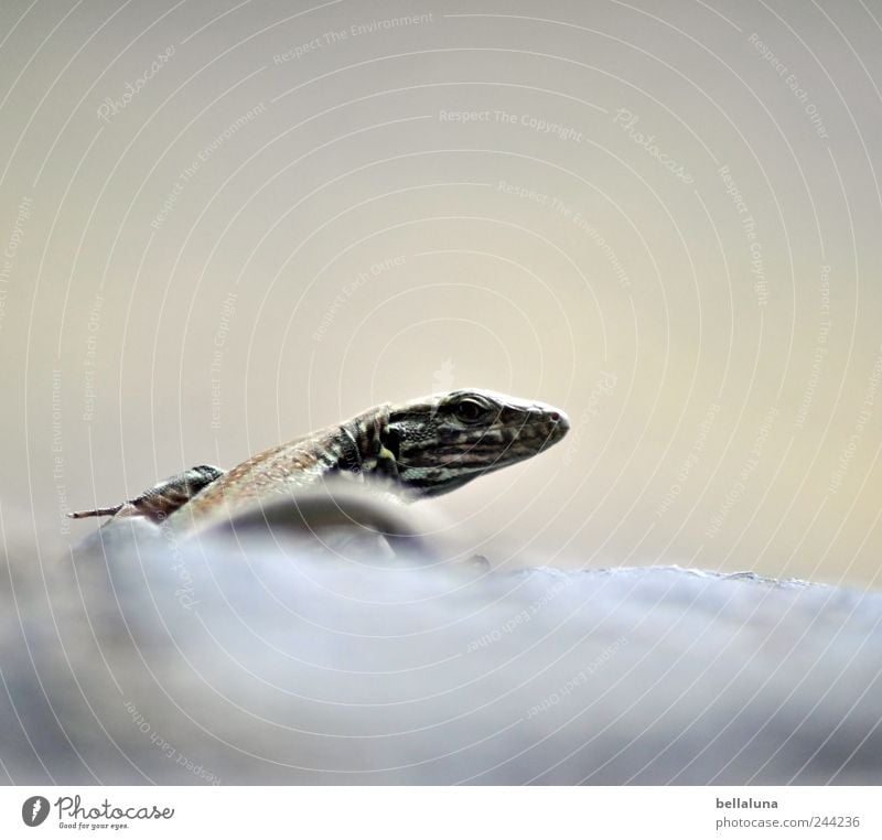 shoulder look Nature Rock Animal Wild animal Scales Claw 1 Sit Tenerife Puerto de la Cruz Lava beach Lizards Reptiles Saurians Sunbathing Looking Colour photo