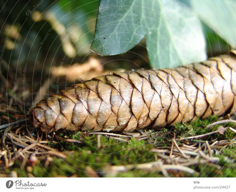 dancing pins Woodground Green Brown Ivy Detail Fir cone 1 Close-up Leaf Glittering