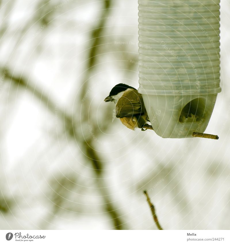 stockpiling Environment Nature Animal Branch Twigs and branches Bird Tit mouse 1 To feed Crouch Sit Small Natural Cute Sustainability Survive Feeding area