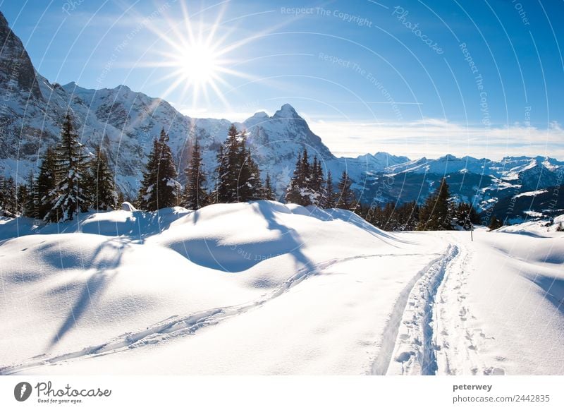 Panoramic scenery above Grindelwald Trip Winter Mountain Hiking Nature Landscape Snow Forest Alps Blue White Eiger hiking trail panorama panoramic scenic sky