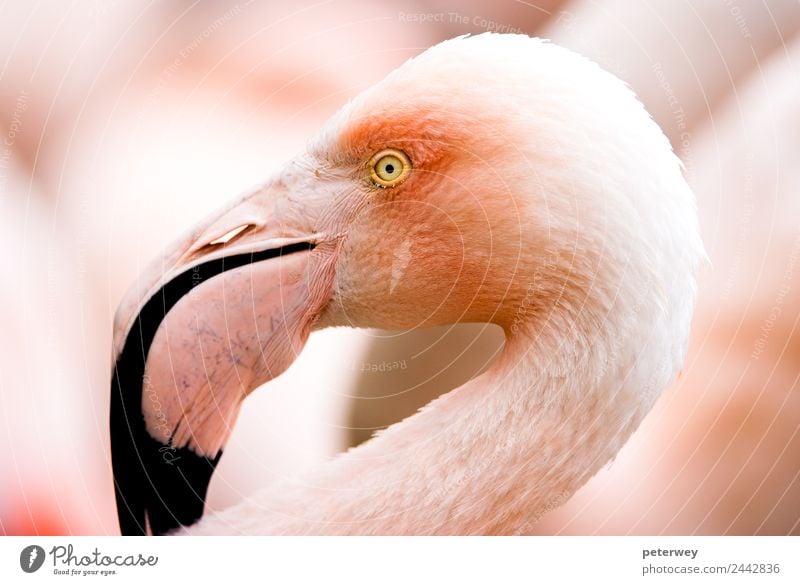 Portait of a flamingo (lat. Phoenicopteridae), captive Zoo Nature Animal Flamingo 1 Pink Background picture beak beautiful beauty bird bright color colorful