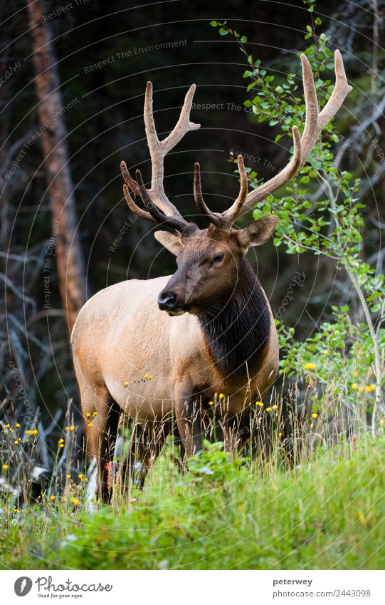 Rocky Mountain Elk (lat. Cervus canadensis), Canada Trip Nature Animal Forest 1 Brown Green Love of animals cervus canadensis Alberta antlers