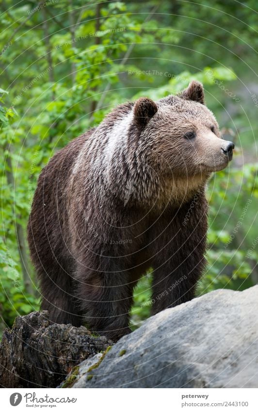 brown bear (lat. ursus arctos) stainding in the forest Trip Nature Park Wild animal Pelt 1 Animal Brown Power Love of animals Dangerous Adventure beast beauty