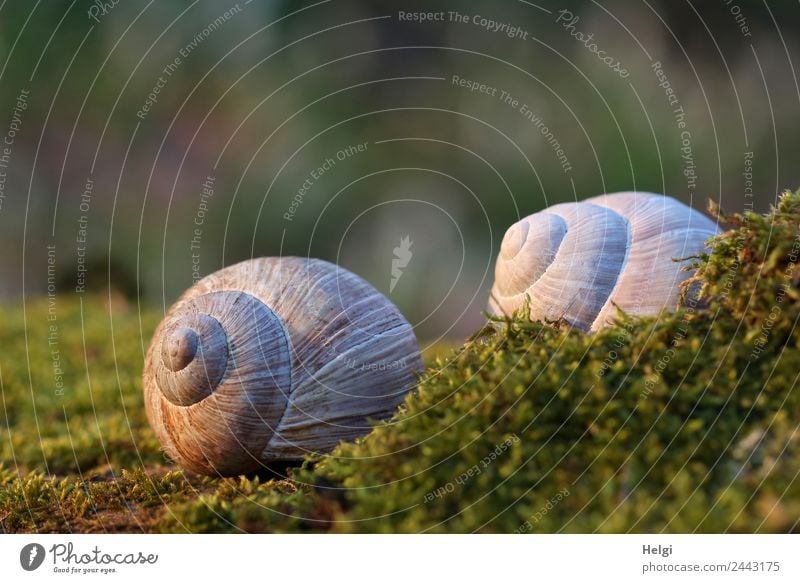 Cottage in the green ... Environment Nature Plant Animal Spring Beautiful weather Moss Forest Snail shell Vineyard snail Lie Esthetic Uniqueness Natural Brown