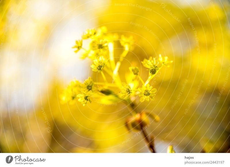 maple, flower in spring Nature Plant Beautiful weather Tree Growth Soft Yellow Maple tree Blossom Bright luminescent Brilliant sunny Positive Neutral Background