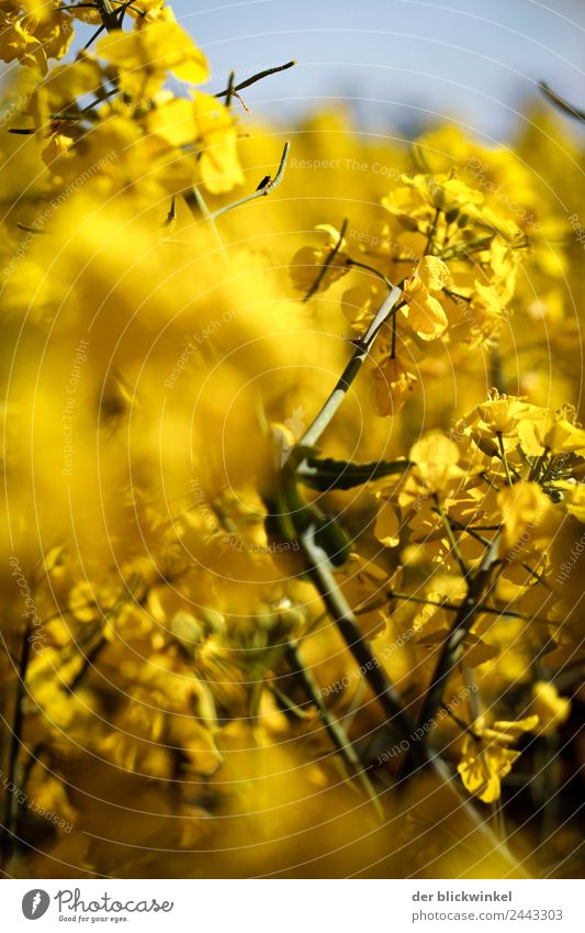 rapsody Environment Nature Landscape Plant Canola Yellow Colour photo Exterior shot Experimental Day Blur Central perspective