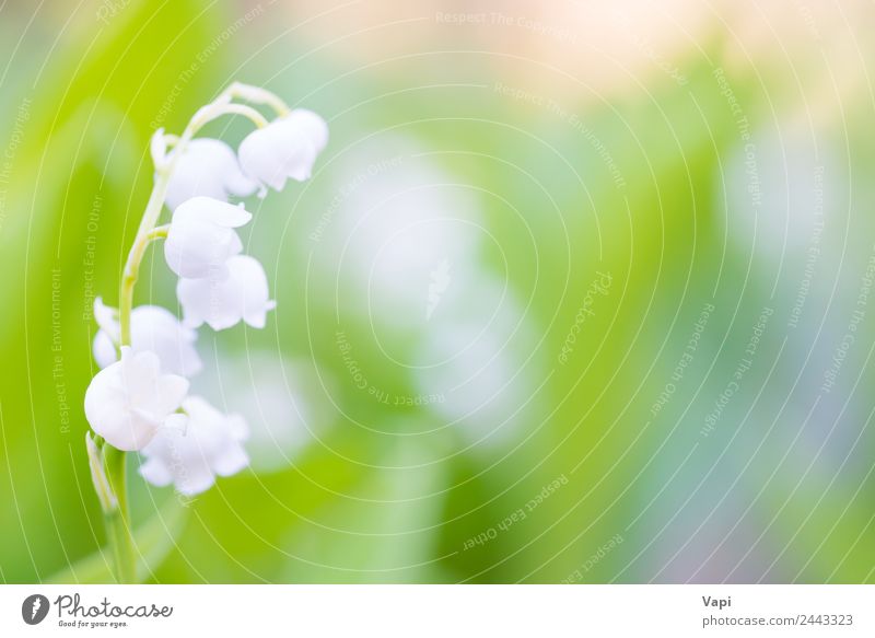 Wild white flowers lily of the valley Beautiful Fragrance Sun Garden Nature Plant Air Sunlight Spring Summer Beautiful weather Flower Leaf Blossom Wild plant