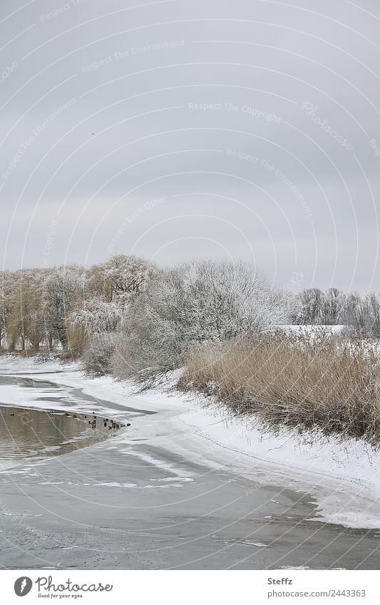 timeless sky grey Pond Water Sky Ice Frost Snow Shore of a pond Cold Gray Peaceful Winter mood Winter light Winter's day Cloud cover Frozen Calm January