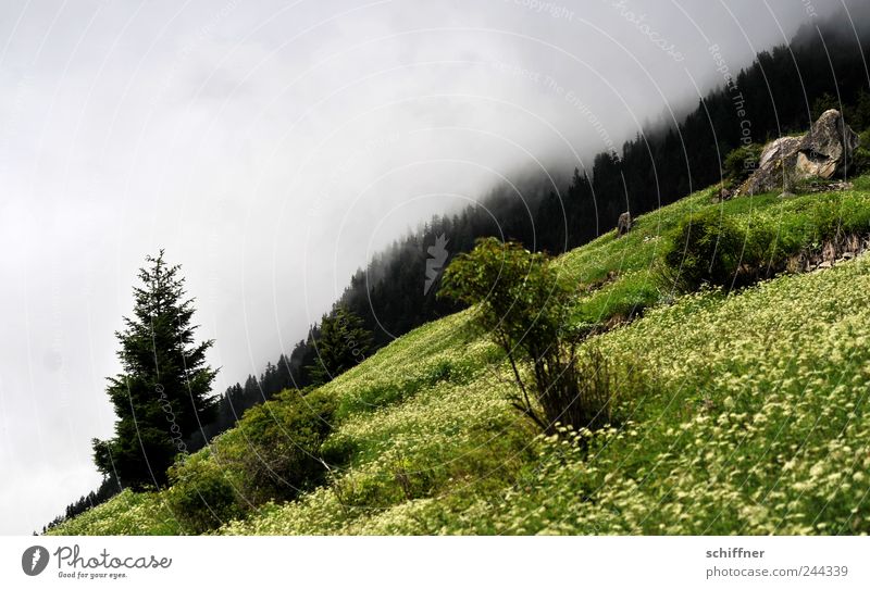 Horizon, oblique Nature Landscape Clouds Summer Bad weather Fog Rain Tree Flower Grass Bushes Meadow Forest Hill Alps Mountain Green Steep Flower meadow