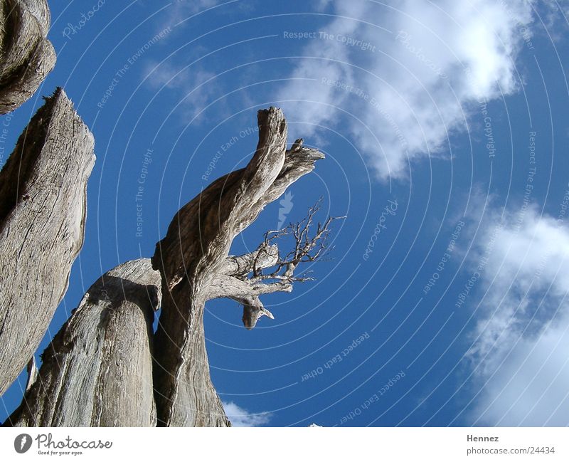 View upwards Clouds Tree Death Sky Blue