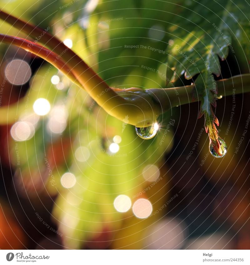 Close-up of a drop on a branch and leaf in backlight with Bokeh Environment Nature Plant Water Drops of water Bushes Leaf Twig Maple branch Maple leaf Garden