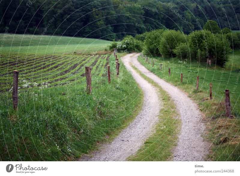 Lifelines #29 Agriculture Forestry Bushes Field Lanes & trails Esthetic Contentment Movement Eternity Friendship Emotions Serene Joie de vivre (Vitality) Luxury