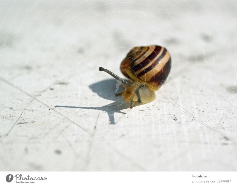 Don't get a sunburn! Environment Nature Animal Summer Wild animal Snail 1 Bright Natural Crawl Slimy Snail shell Feeler Colour photo Multicoloured Exterior shot